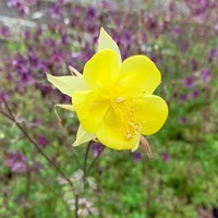 Aquilegia chrysantha 